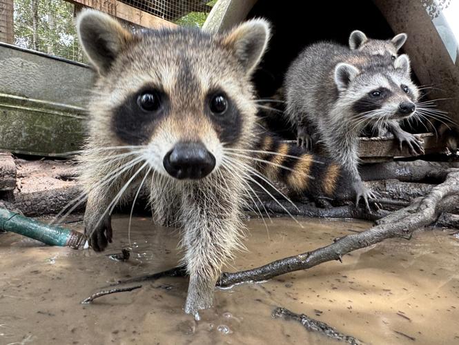 Raccoon Boot Camp