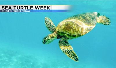 Sea Turtle Week: Follow Sea Turtle Migration Via Satellites