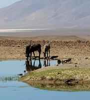 BLM completes Wild Horse and Burro Gather near Lovelock