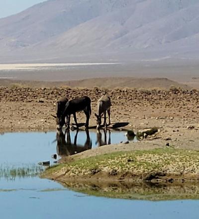 blm horse gather.jpg