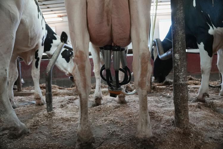 US-MED--Raw Milk-Legislation