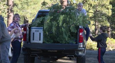 Christmas Tree Cutting