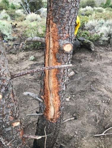 Tree Struck By Lightning Causes Fire On Peavine Mountain