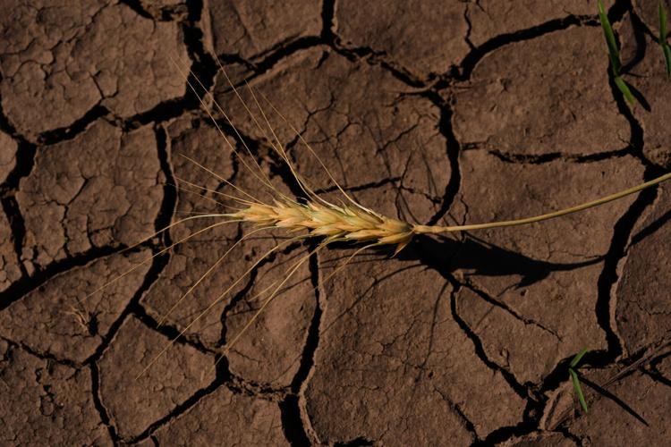 APTOPIX Climate Drought Wheat Farmers