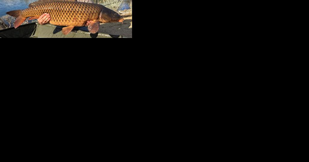 Reno Man Catches Giant Carp Fish at Virginia Lake