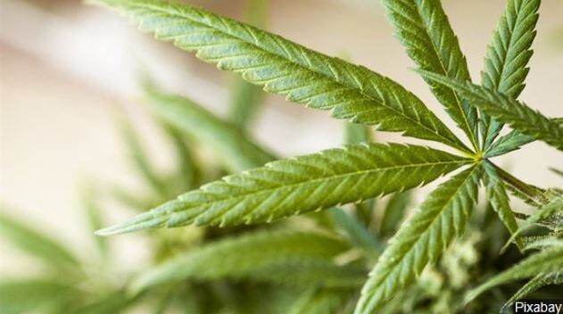 New York is Latest State to Legalize Recreational Marijuana