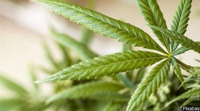 New York is Latest State to Legalize Recreational Marijuana