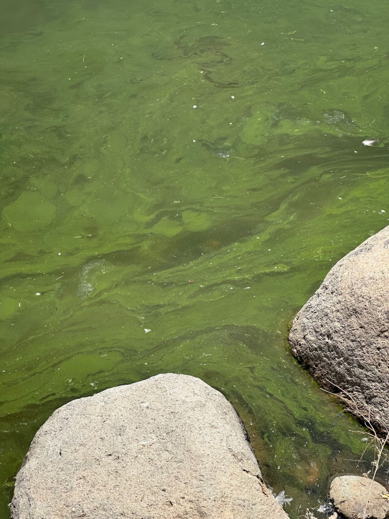 virginia lake algal bloom 3 .jpg