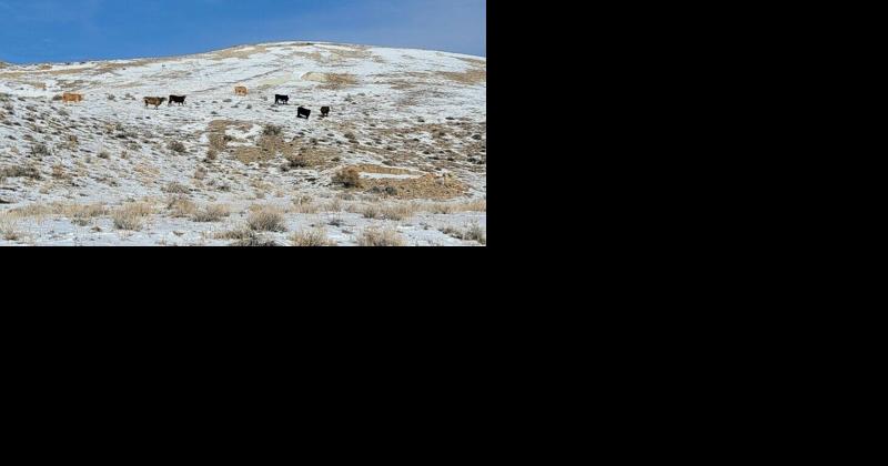 Lawsuit Launched to Protect Tiehm's Buckwheat From Cattle Trampling | News - Vimarsana News