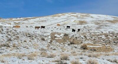 tiehm's buckwheat cows.jpg