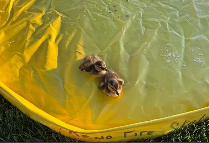 duckling rescue 2.JPG