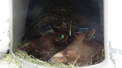 NDOW Releases Orphaned Bear Cubs Back into the Wild