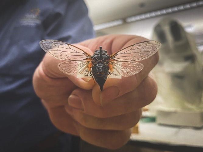 Cicadas Spotted In Northern Nevada
