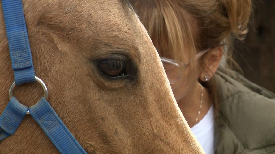 horse.jpg