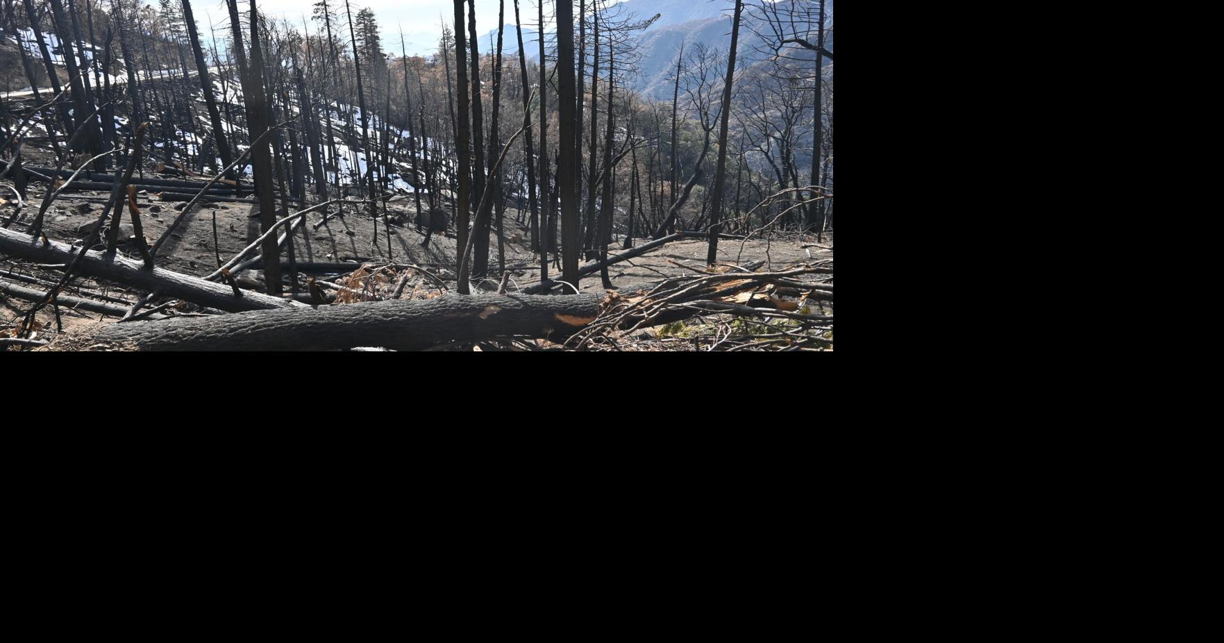 Sequoia and Kings Canyon National Parks Announce Decision to Remove ...