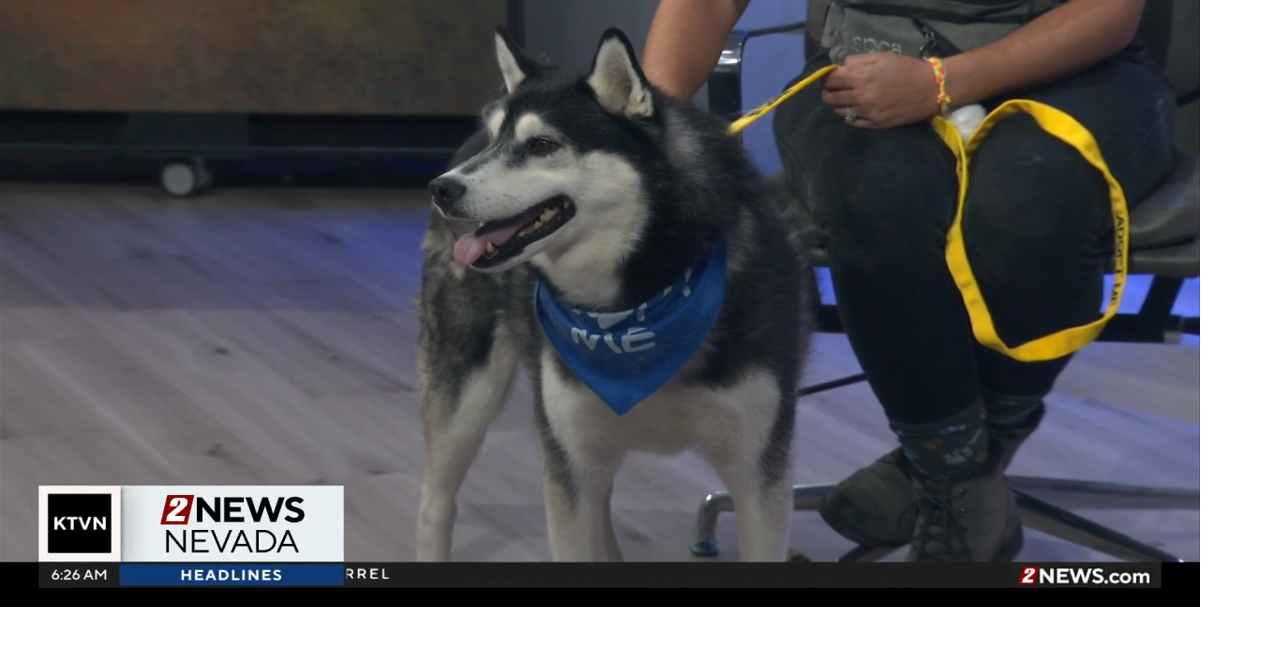Pet of the Week: Loki
