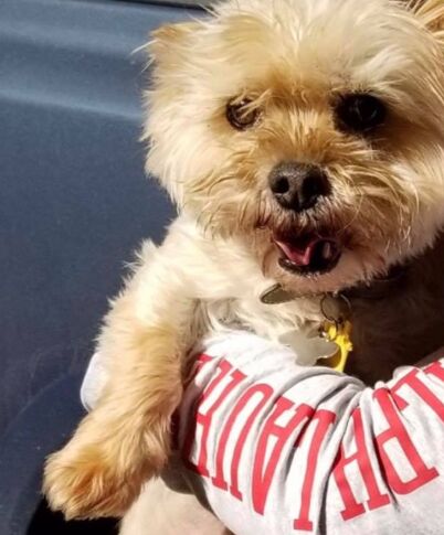 $10,000 Reward Offered for Missing Pet