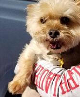 $10,000 Reward Offered for Missing Pet