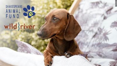 Dinner With Your Dog