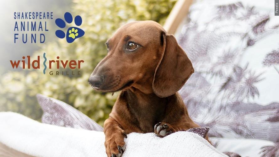 Dinner With Your Dog