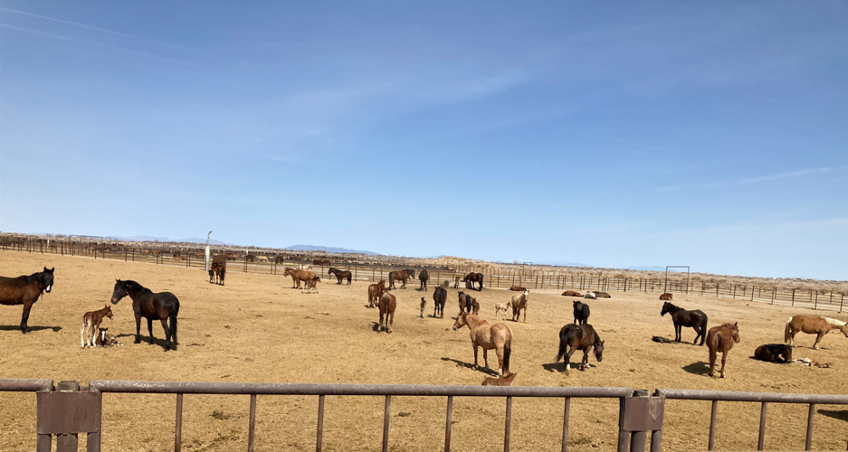 Holding pen for Mares and Foals