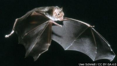 AP: Rabid Bat Found in Elko County School Building, Classes Canceled