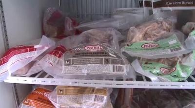 Holistic Medicine Gaining Popularity for Pets