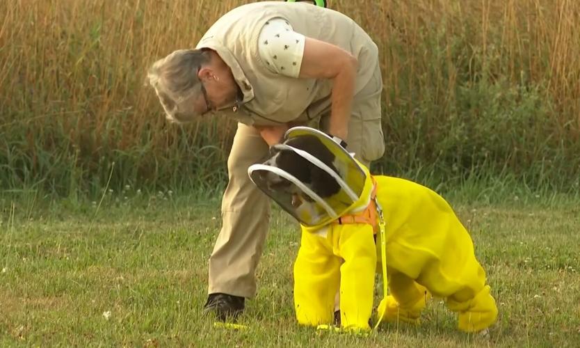K9 protects bees
