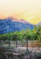 Environmentally Friendly Local Wine