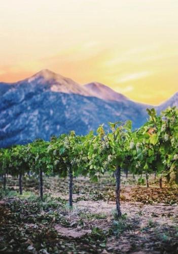 Environmentally Friendly Local Wine