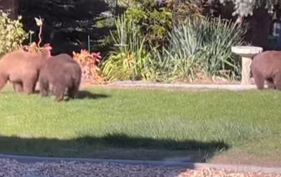 Bears in southwest Reno