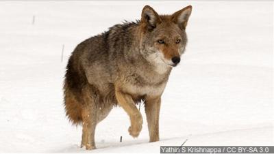 Local Veterinary Hospital Seeing Seasonal Increase in Coyote Attacks