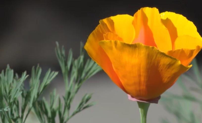 With Cold Air Moving In Now Is The Time To Protect Your Plants