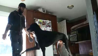 Local Great Dane Could Be World's Tallest Dog