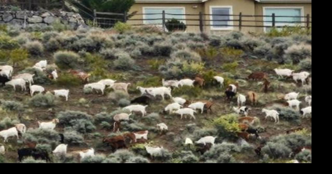 Goats to start grazing above Somersett Thursday, help in fire ...