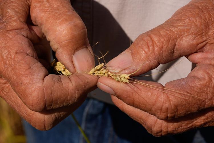 Climate Drought Wheat Farmers
