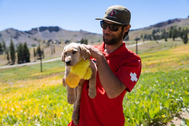 Palisades Tahoe New Avalanche Rescue Dog - Meet Binny