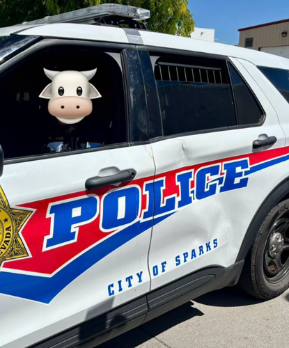 Patrol vehicle damaged by cow