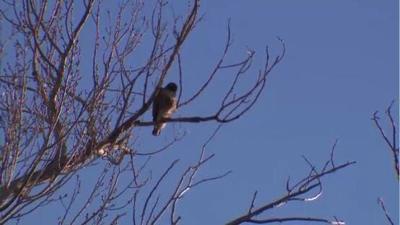 Eagles and Agriculture Event Set for January 23rd-26th