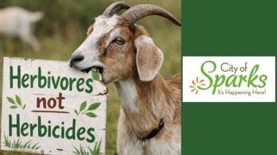 City of Sparks - Goat Grazing .jpg