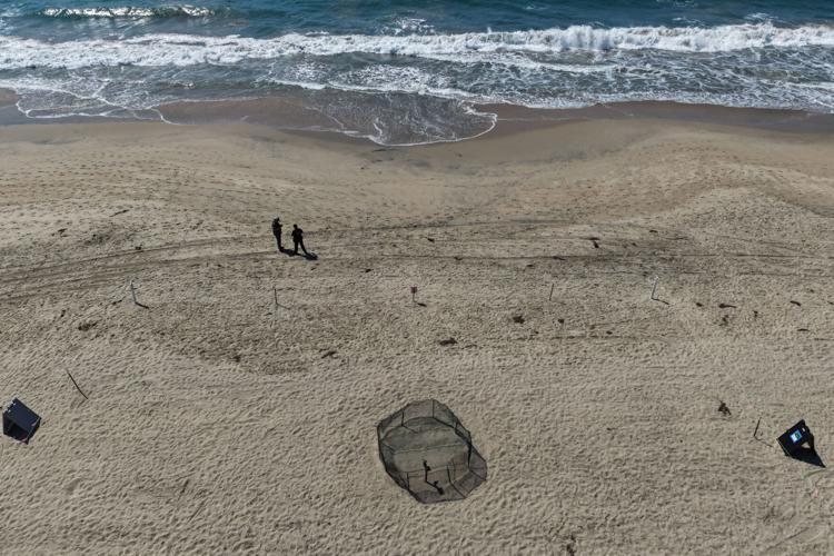Rare Turtle Nests