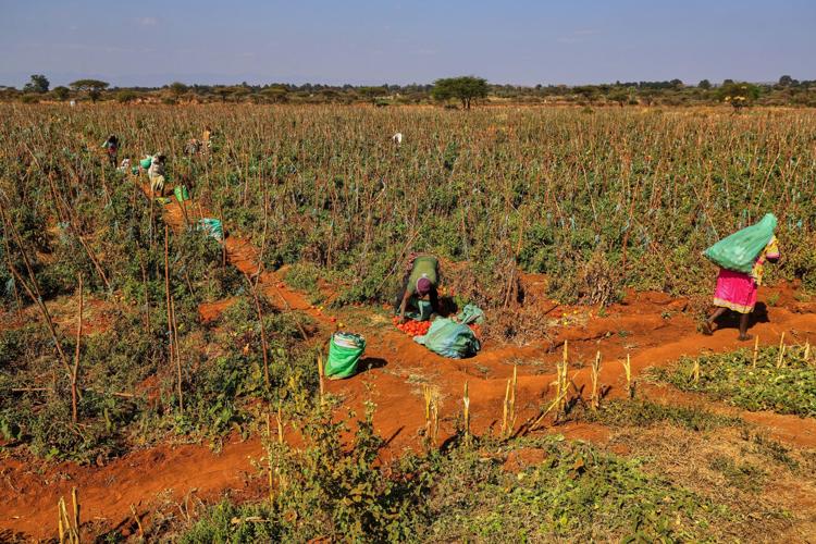 Kenya Dead Elephants