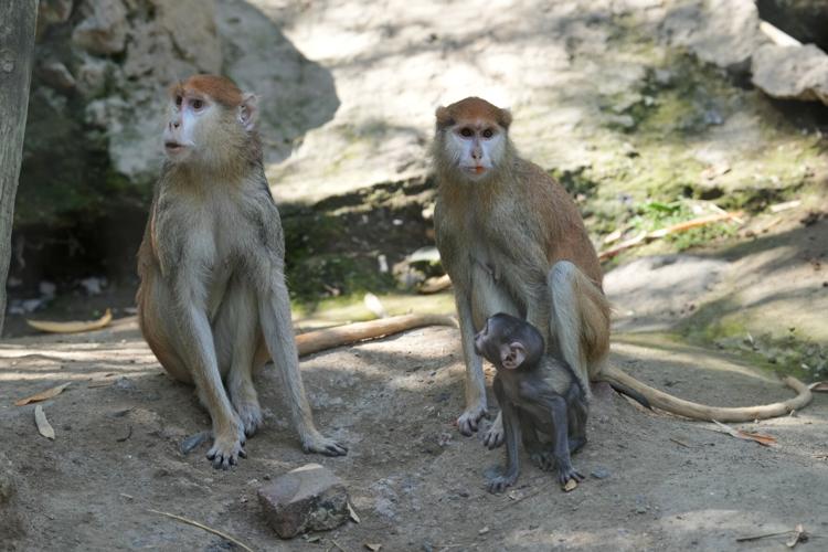 Mexico Baby Monkey Yuji