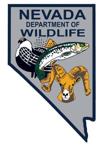 Man Faces DUI Charge After Fatal Boat Collision Near Laughlin