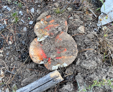 amanita muscaria mushroom in soil.png