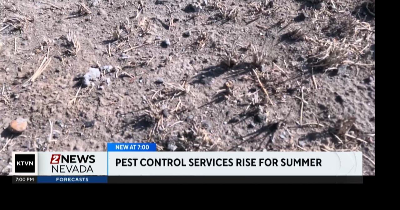 Bugs emerging as warmer weather settles in | News | 2news.com