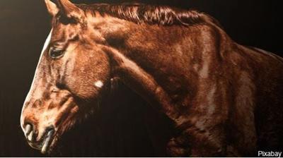 State Veterinarian and AQHA Postpone Event Due to Equine Herpes Virus