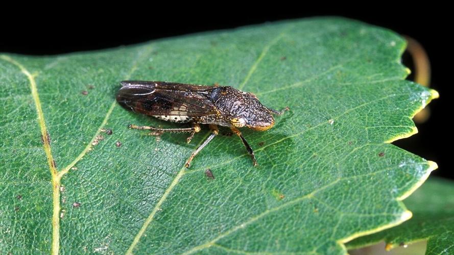glassy-winged-sharpshooter-k9664-2-peggy-greb-usda