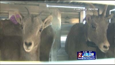 Nevada Implements First Bighorn Sheep Ewe Hunt