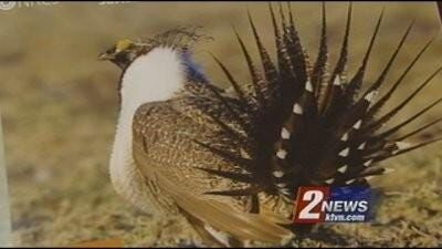 Public Meetings on Bistate Sage Grouse Postponed